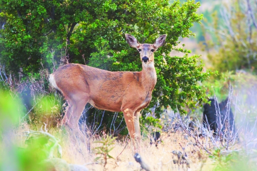 Black-tailed deer_stock