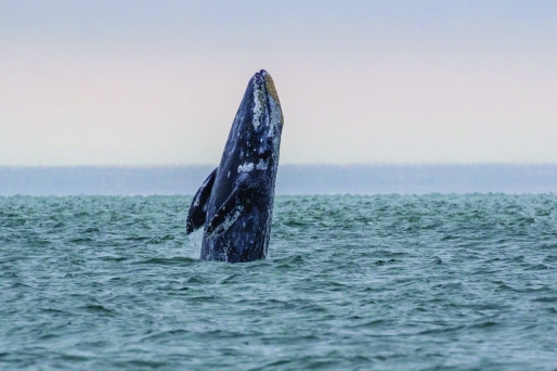 Gray whale_stock