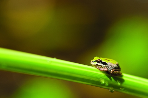 Pacific tree frog_stock